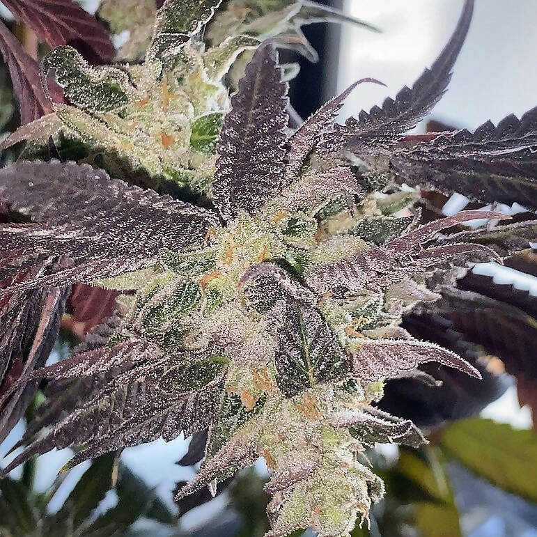 Irie Gurl (AWKID Genetics)